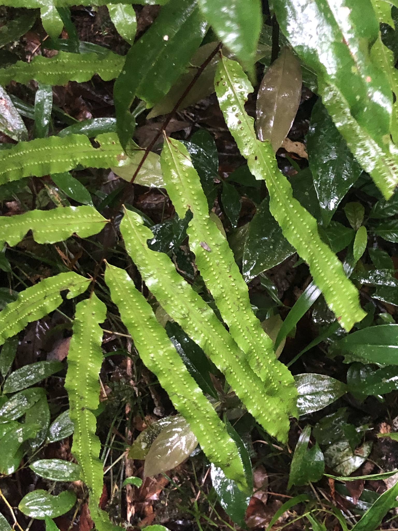 Goniophlebium persicifolium (Goniophlebium persicifolium)