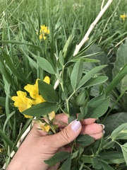 Thermopsis montana