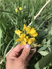 Thermopsis montana
