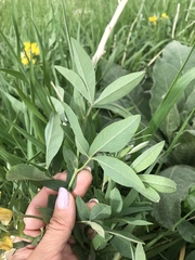 Thermopsis montana