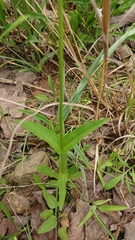 Penstemon tubaeflorus