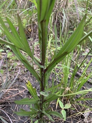 Helenium flexuosum