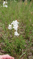 Penstemon tubaeflorus