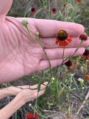 Helenium flexuosum