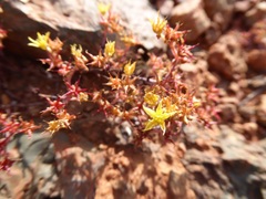 Dudleya variegata