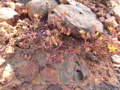 Dudleya variegata