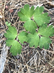 Aquilegia formosa