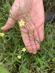 Linum sulcatum