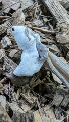 Hypomyces cervinigenus