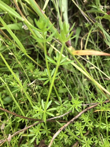 Galium divaricatum iNat (1)