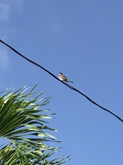 Tyrannus dominicensis