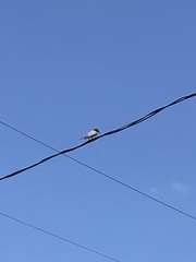 Tyrannus dominicensis