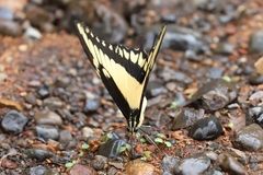 Heraclides androgeus