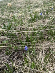 Muscari coeruleum