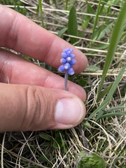 Muscari coeruleum, photograph Илья Руденко, CC BY, iNaturalist via GBIF