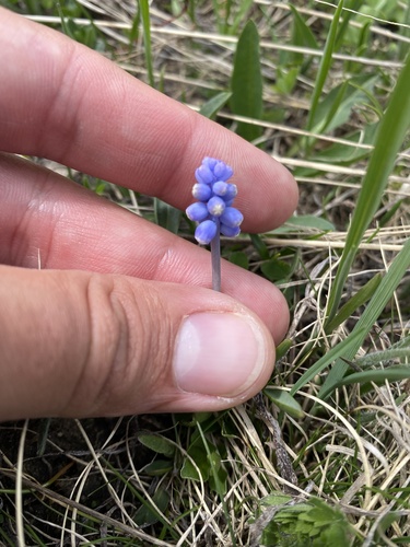 Muscari coeruleum, photograph 1