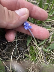 Muscari coeruleum, photograph Илья Руденко, CC BY, iNaturalist via GBIF