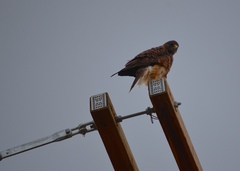 Buteo swainsoni