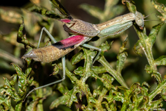 Orthoderella major
