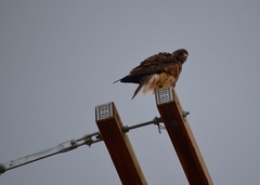 Buteo swainsoni