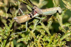 Orthoderella major
