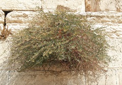 Capparis zoharyi