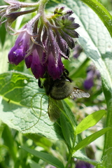 Bombus hortorum