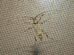 Elytrimitatrix undata