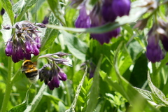 Bombus hortorum