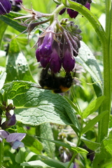 Bombus hortorum