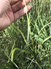 Toxicoscordion paniculatum