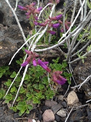Penstemon davidsonii