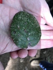 Fellhanera bouteillei