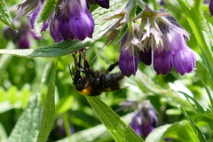 Bombus hortorum