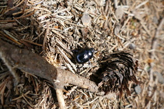 Anoplotrupes stercorosus
