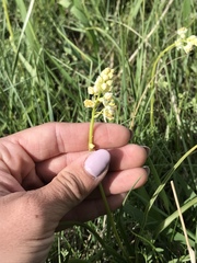 Toxicoscordion paniculatum