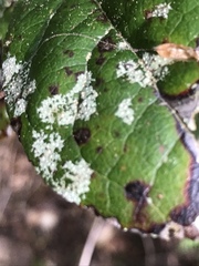 Fellhanera bouteillei