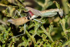 Orthoderella major