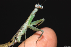 Orthoderella major