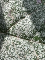 Fellhanera bouteillei