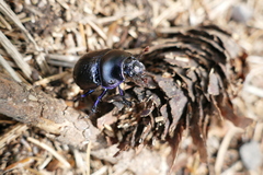 Anoplotrupes stercorosus