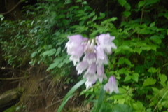 Penstemon calycosus