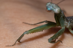 Orthoderella major