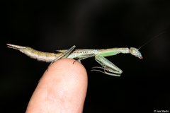 Orthoderella major