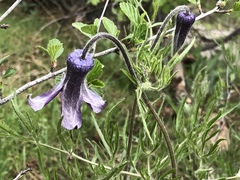 Clematis hirsutissima