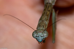 Orthoderella major