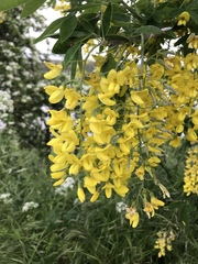 Laburnum anagyroides