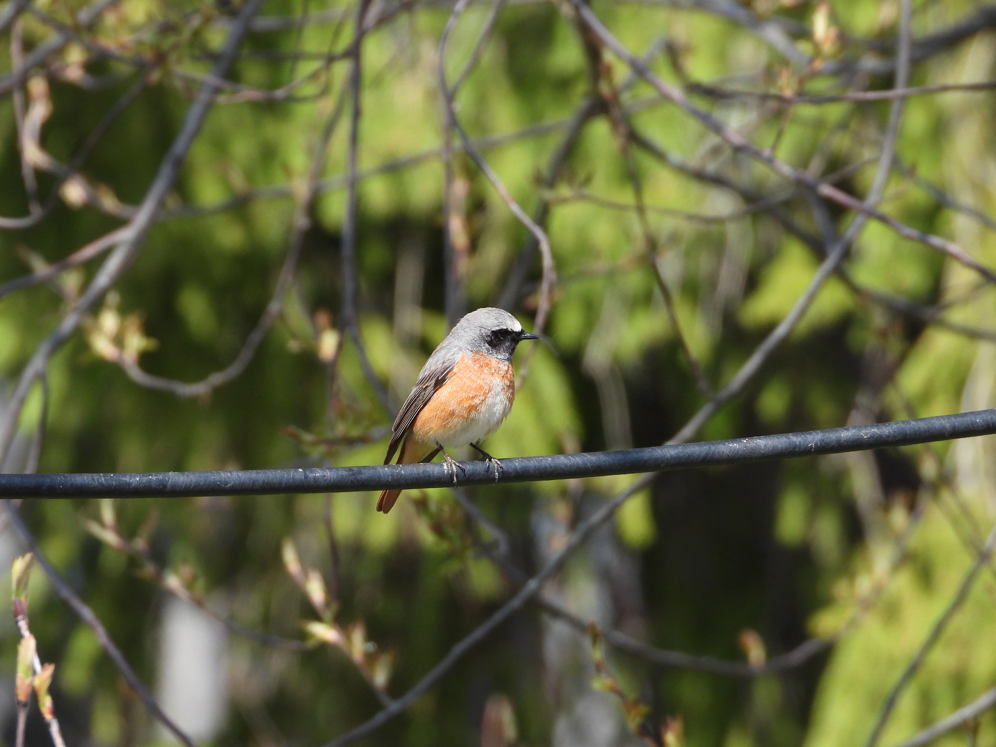Common Redstart