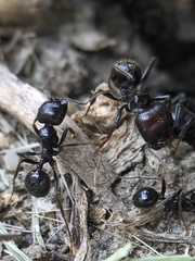 Messor barbarus