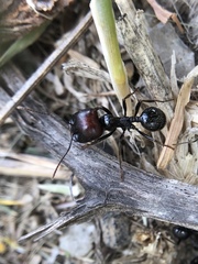 Messor barbarus